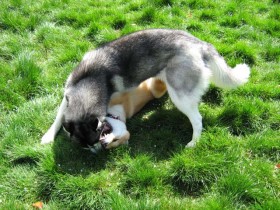DO NOT correct other people's dogs in an enclosed dog park.