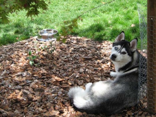 If you want to bring your child to an enclosed dog park, please make sure he/she knows how to interact with dogs. Absolutely no teasing and no running around.