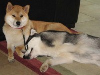 Do not force the greeting - Like us, dogs are individuals and may not get along with some other dogs.