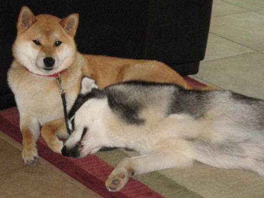 Why I Got a Dog - Here are my two dogs, Gin and Tonic!