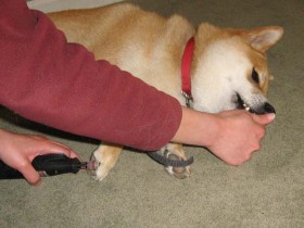 Grooming exercises with Shiba Inu Sephy