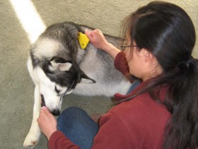 It is very important to train your Siberian Husky puppy to enjoy the grooming experience.