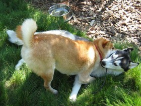 Kung fu Shiba Inu showing his kung fu moves.