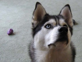 Dog Psychology - Dogs do not read or write so they do not think in words and symbols.