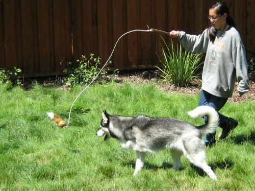 The Squirrel Instinct - Can it be Retrained?