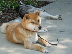 <a href="http://shibashake.com/dog/are-shiba-inus-truly-independent" target="_top">Are Shiba Inus Truly Independent?</a>