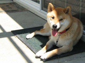 Kung Fu Shiba Inu