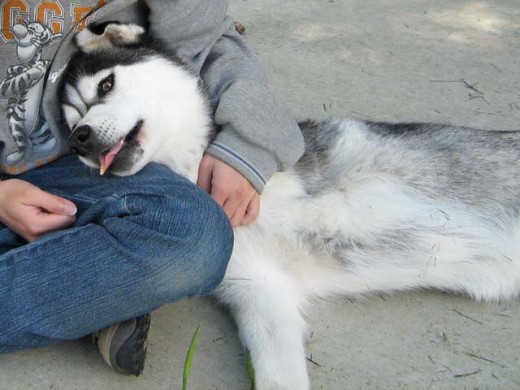 By pairing hugging with food, your dog will soon learn that hugging can be fun and rewarding.