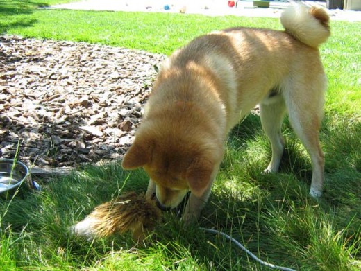 For many years, natural selection has favored wolves and dogs with a strong Squirrel Instinct, so facing this particular challenge will not be easy.