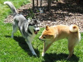 Wolf vs. Dog