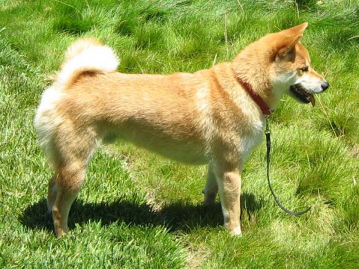 Dominant Dog - Dealing with Dominance in Dogs.