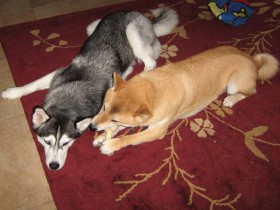 Shiba Inu Sephy and Siberian Husky Shania shares everything.