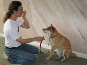 Collar desensitization exercises with Shiba Inu Sephy.