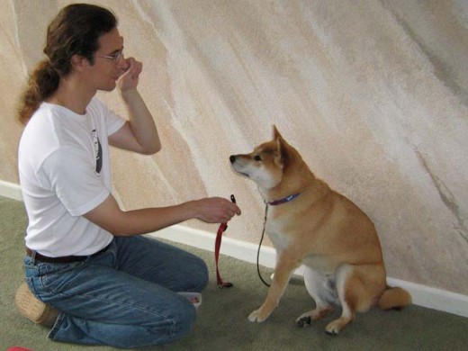 Consistency is key in communication with your dog.