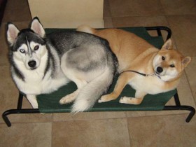 Good dog Shania and Bad dog Sephy!