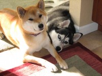 Second Dog – Double the Trouble or Double the Fun?