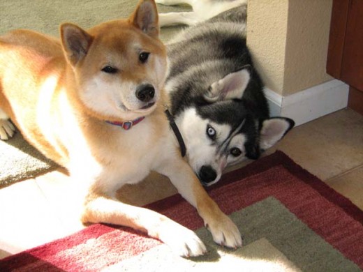 Dog Discipline - Hitting, Spanking, Slapping, Beating a Dog.