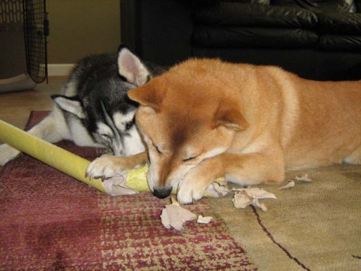 Shiba Inu Sephy has fun playing with Siberian Shania and with other balanced dogs in supervised one-on-one sessions