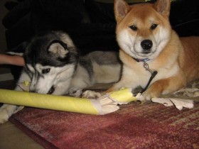 What should you name your dog?