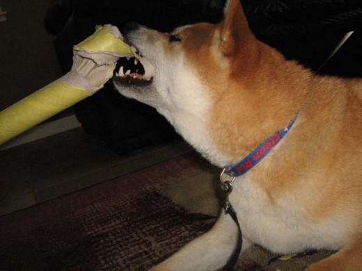 Dog-to-Dog Aggression Tip 2 - Challenging unknown dogs is a good way to get bitten.