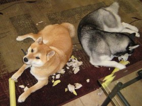 Ma! Look what I did! Aren't I a clever Shiba?!