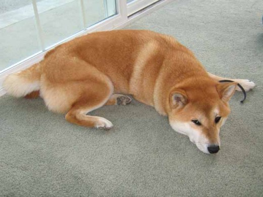 Good Dog Name, Bad Dog Name