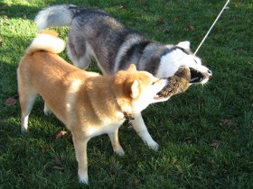 Siberian Husky Shania playing with Shiba Inu Sephy.
