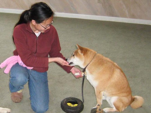 Why I Got a Dog Reason 2 - A dog will keep your mind engaged and active.
