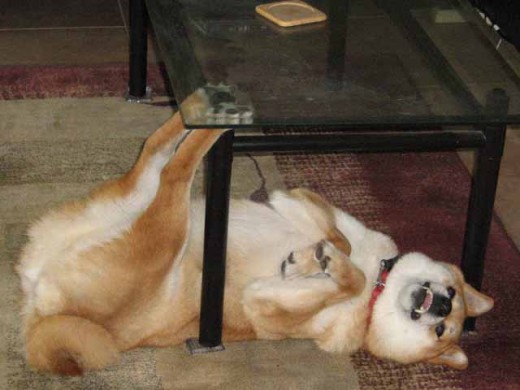 Shiba Inu Sephy - A Chosen One Definitely not an A-student.