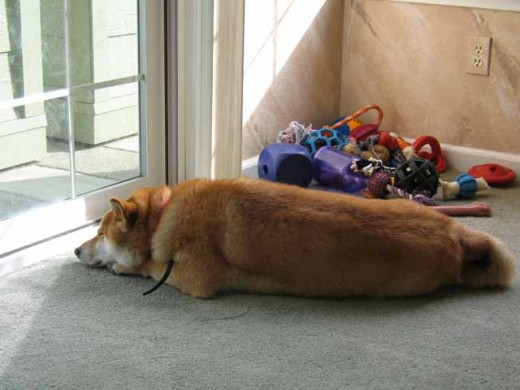 Shiba Sephy having an afternoon nap. Being human, it probably still matters to me what others think, but truly - my dogs matter a lot more!