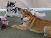 My Dog Training Mistakes.