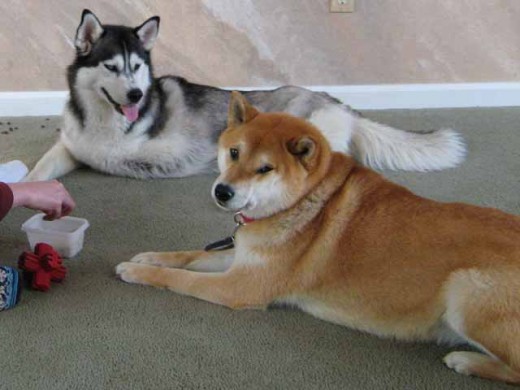 IMG_3305 Dogs are resilient and even if we made some mistakes in the beginning, a dog’s bad behaviors can be retrained.