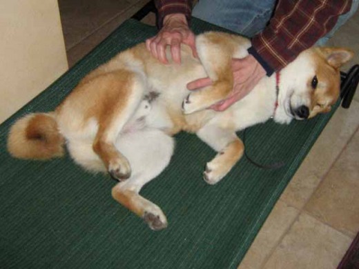 IMG_3323 After switching away from aversive techniques, Shiba Sephy has become a happier, less stressed, and more trusting dog.