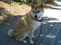 Walks are more fun without the constant pain in the neck.