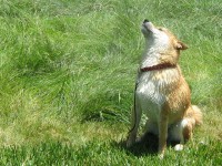 A fun Shiba bath in the great outdoors and based on a chasing game.
