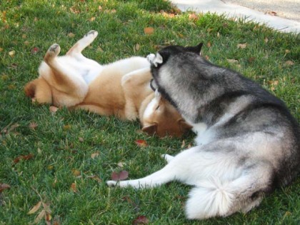 <a href="http://shibashake.com/wordpress-theme/wp-content/uploads/2010/02/IMG_2935.jpg" target="_top">Shiba and Husky playing in the grass.</a>