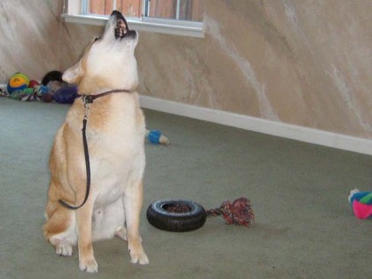 <a href="http://shibashake.com/wordpress-theme/wp-content/uploads/2010/02/IMG_3062.jpg" target="_top">Shiba Inu singing for his supper.</a>