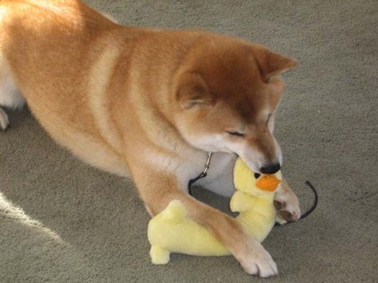 <a href="http://shibashake.com/wordpress-theme/wp-content/uploads/2010/02/IMG_3087.jpg" target="_top">Shiba Inu and duck toy.</a>