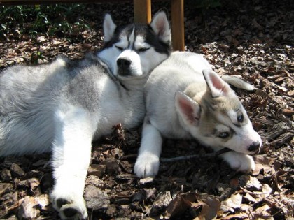 <a href="http://shibashake.com/wordpress-theme/wp-content/uploads/2010/02/IMG_4516.jpg" target="_top">Big Husky and Little Husky.</a>
