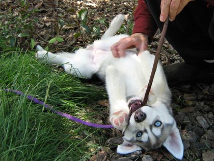 <a href="http://shibashake.com/wordpress-theme/wp-content/uploads/2010/02/IMG_4699.jpg" target="_top">Husky puppy playing with a stick.</a>