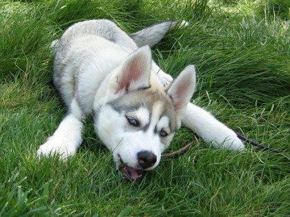 <a href="http://shibashake.com/wordpress-theme/wp-content/uploads/2010/02/IMG_4706.jpg" target="_top">Husky puppy on the green, green, grass of home.</a>