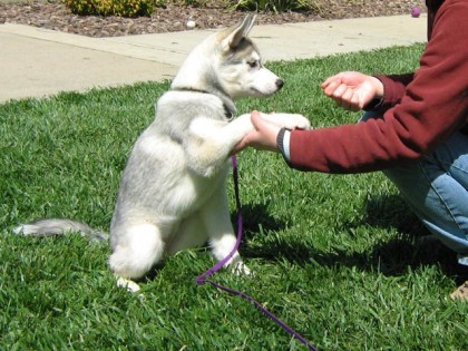 <a href="http://shibashake.com/wordpress-theme/wp-content/uploads/2010/02/IMG_4714.jpg" target="_top">Dog handshake.</a>