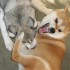 Socializing a Shiba Inu Socializing a Shiba Inu
