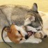 Dog to Dog Aggression