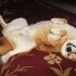Should I Get a Dog – 10 Things to Consider Before Getting a Dog Should I Get a Dog – 10 Things to Consider Before Getting a Dog